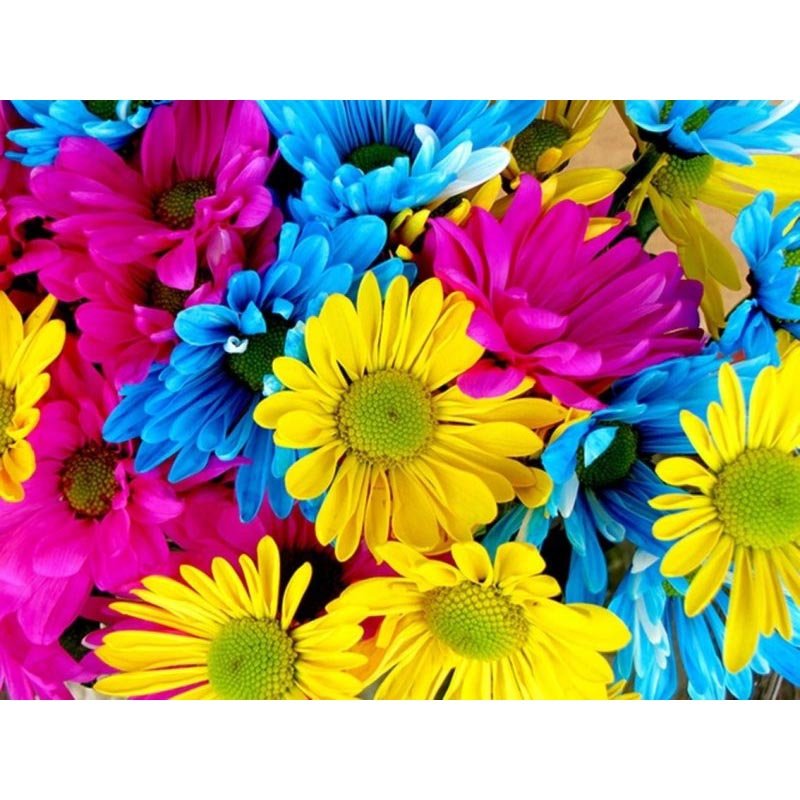 Diamond Painting-Farbenfrohe Margeritenpracht