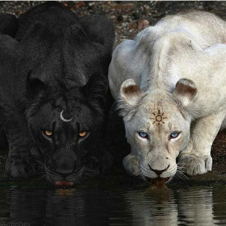 Diamond Painting-Schwarzer Löwe und weißer Löwe - Jetzt bei diamondspainting kaufen
