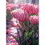 Diamond Painting-Pinkfarbene Tulpen, die vom Tau durchnässt sind